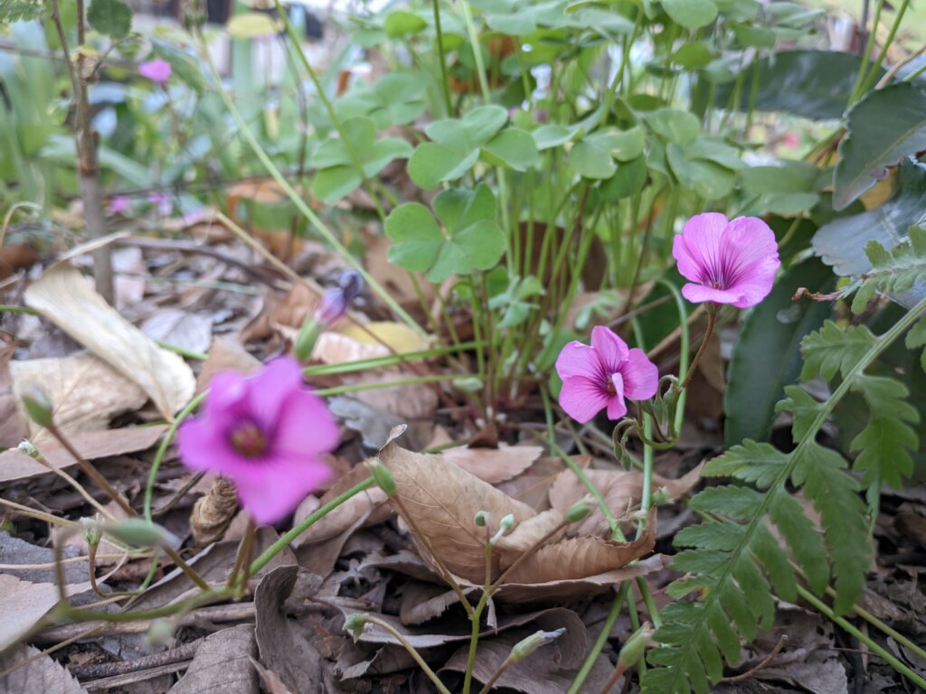 小さいピンク紫の花