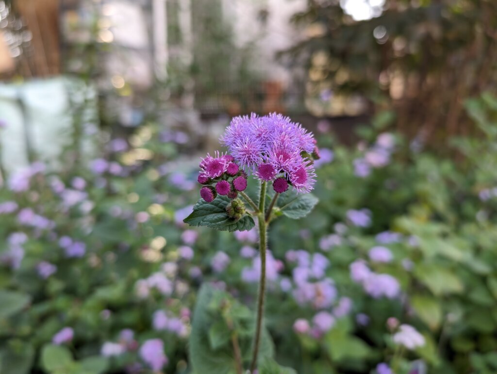 紫のふわふわの花2