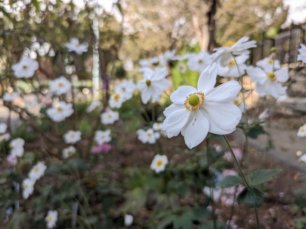 白い花1