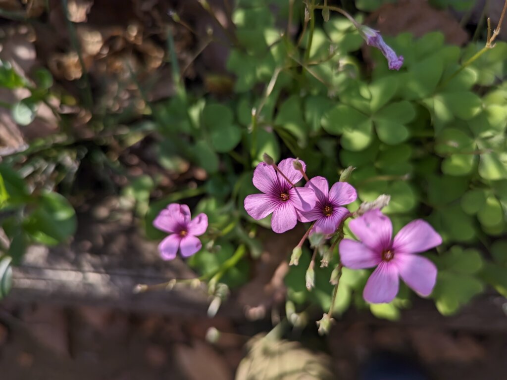 ピンクの小さい花1