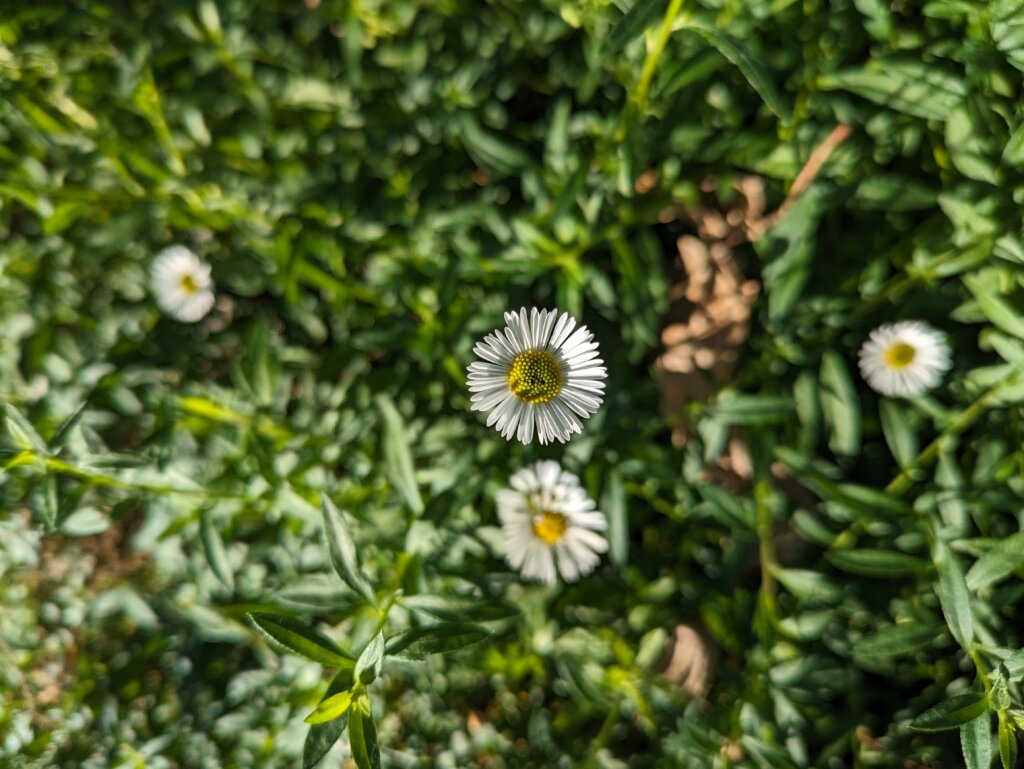 白い花1