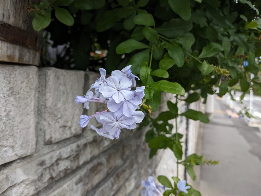 白青い花