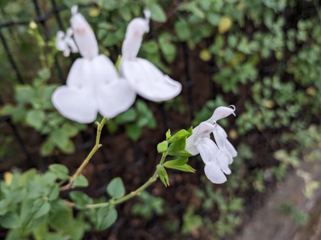 白い花