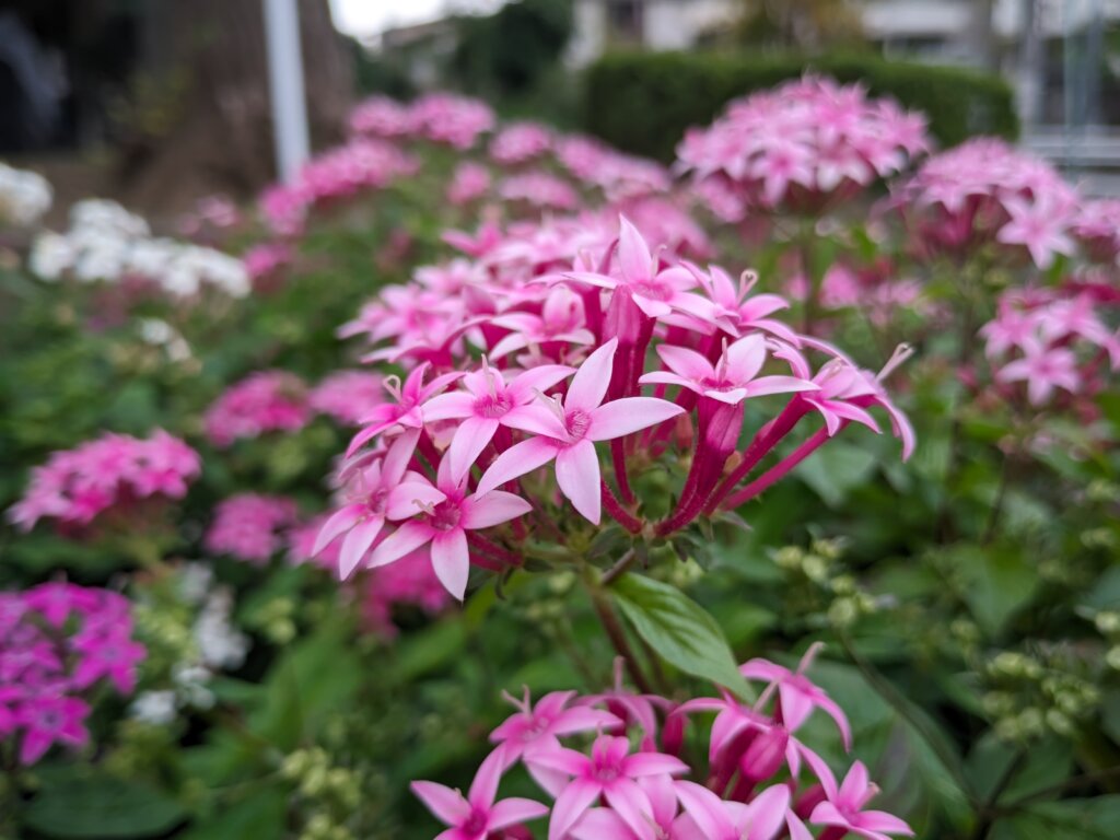 白ピンクの花2
