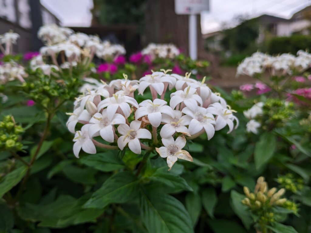 白くて小さい花