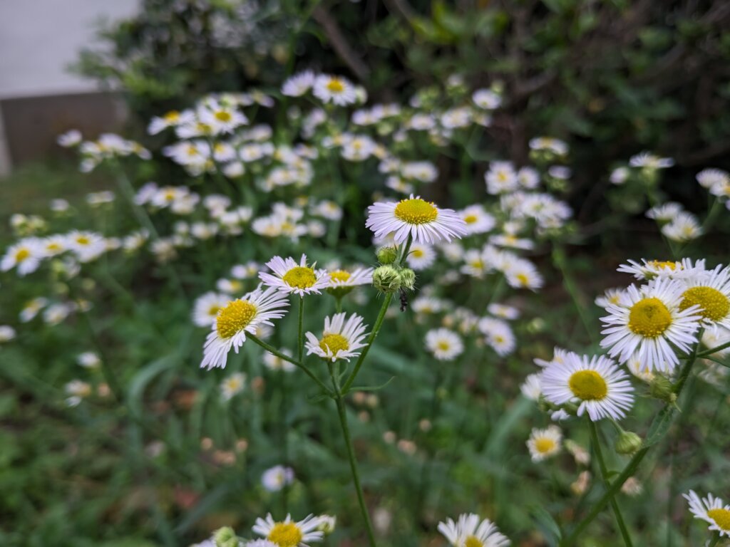 白と黄色の花