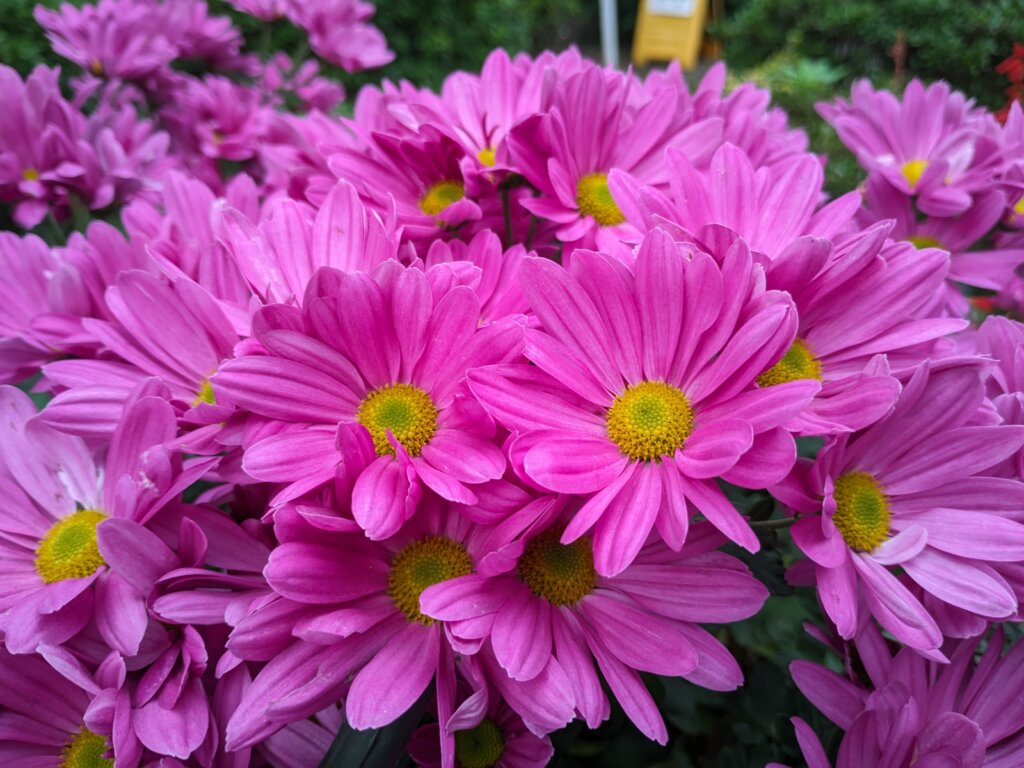 ピンクの花2