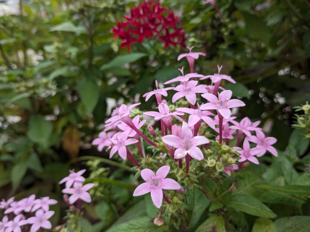 薄いピンクの花