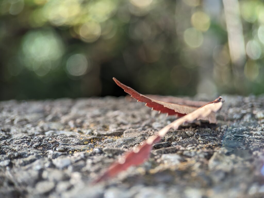 落ち葉3