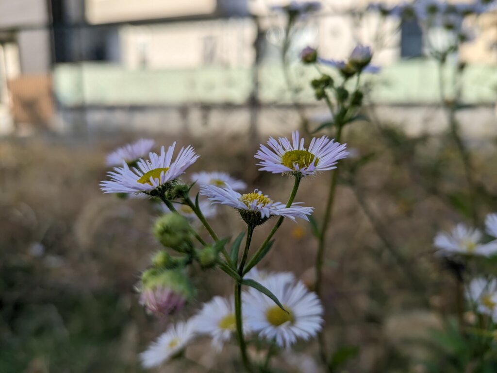 白い花2