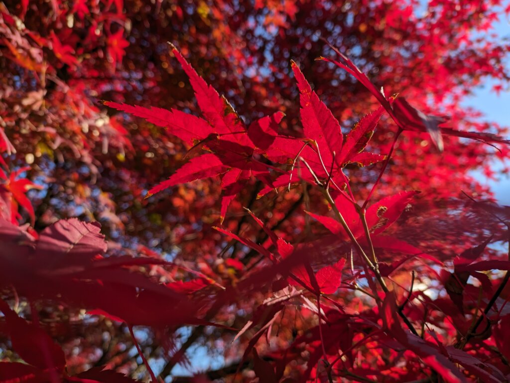 赤い紅葉