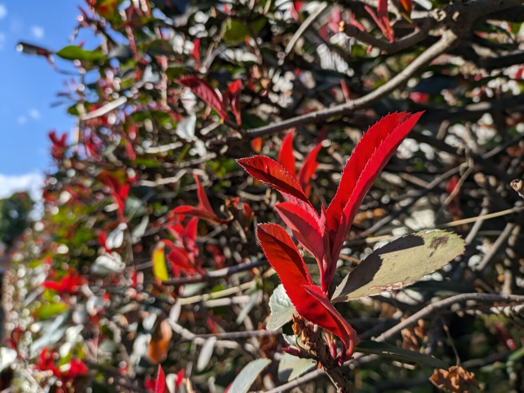 赤い葉