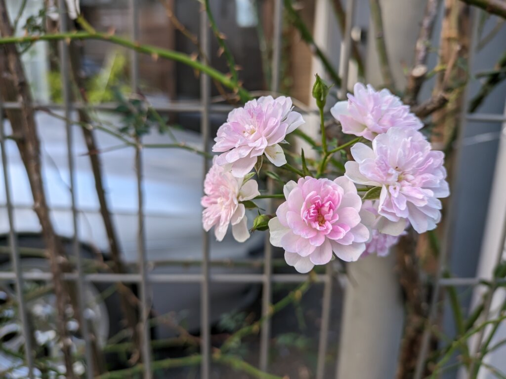 薄ピンクの花2