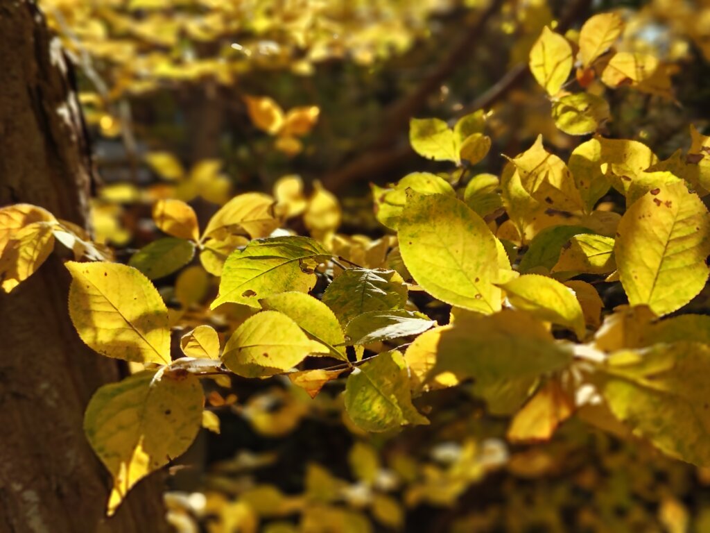 黄色い葉