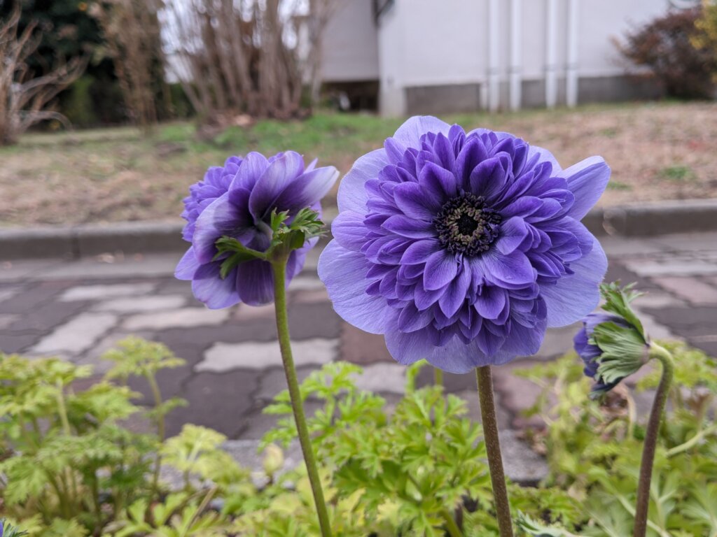 紫の花1