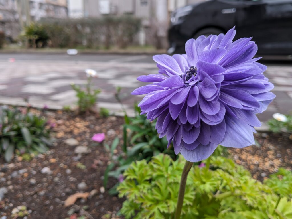 紫の花3