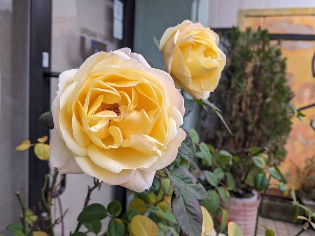 黄色いバラ1