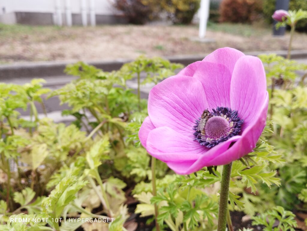 ピンク紫の花2